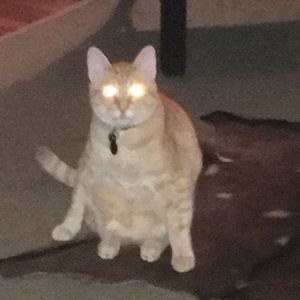 Meet your Posher, Christy